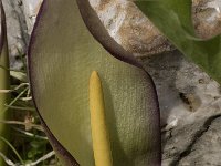 Arum concinnatum 4, Saxifraga-Willem van Kruijsbergen